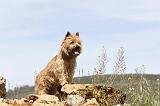 CAIRN TERRIER 142